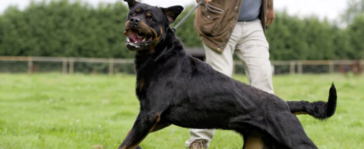 Dangerous and aggressive dog