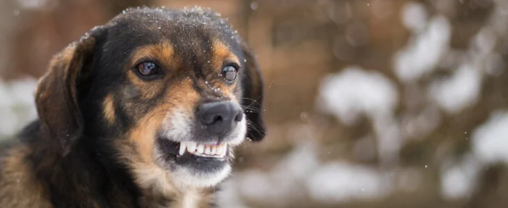 Angry dog shows teeth. Pets. Wicked aggressive dog. Angry dangerous dog protection barking attacks. 